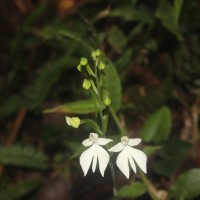 Habenaria plantaginea Lindl.